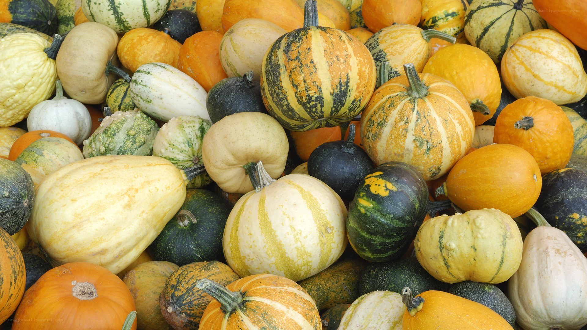 Assorted pumpkins and gourds