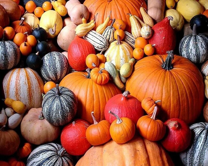 Assorted Pumpkins and Gourds — Orange, Abundant, Autumn