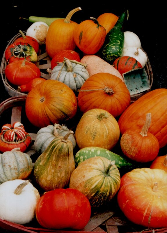 Assorted Pumpkins and Gourds — Orange, Autumnal, Autumn, Photograph, Basket