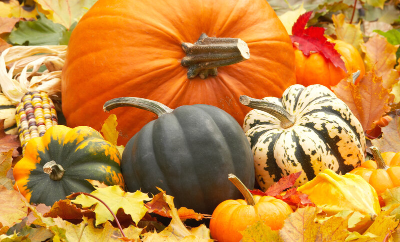 Assorted Pumpkins and Gourds — Orange, Autumnal, Autumn, Photograph