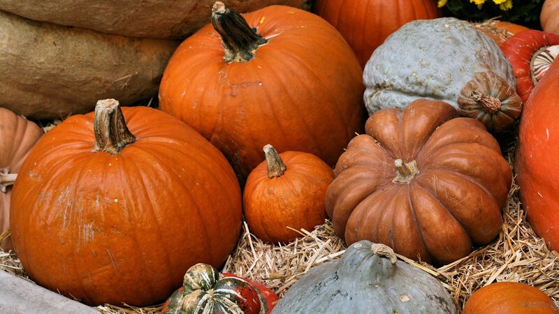 Assorted Pumpkins and Gourds — Orange, Autumnal, Autumn