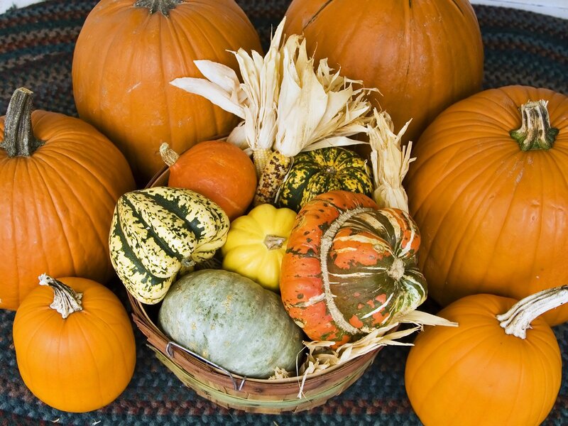 Assorted Pumpkins and Gourds — Orange, Harvest