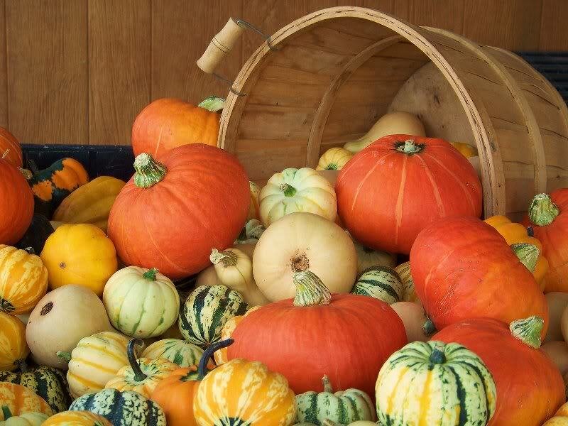 Assorted Pumpkins and Gourds — Orange