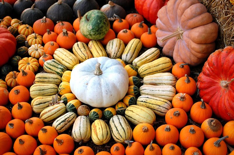 Assorted pumpkins and gourds