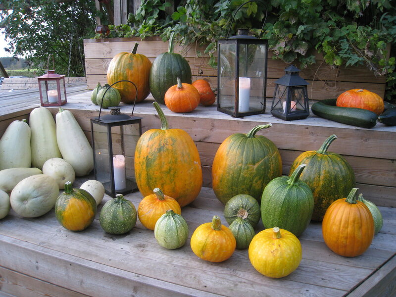 Assorted Pumpkins and Squash — Orange