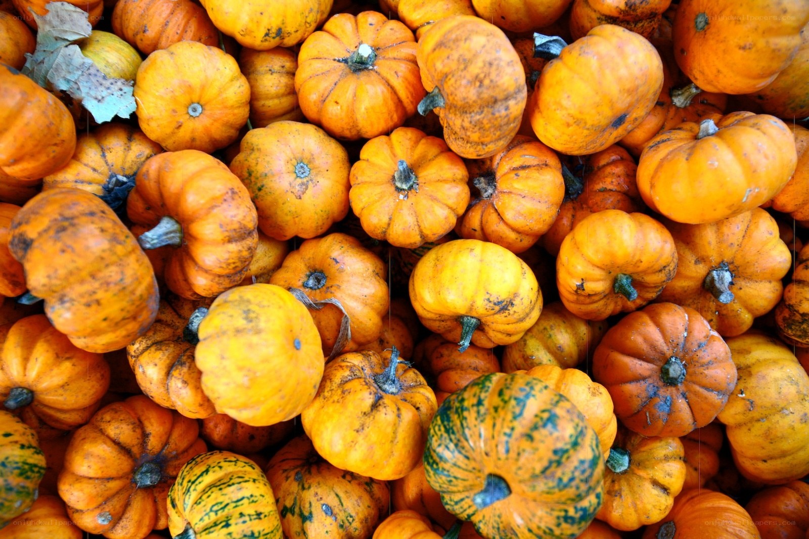 Assorted pumpkins at market