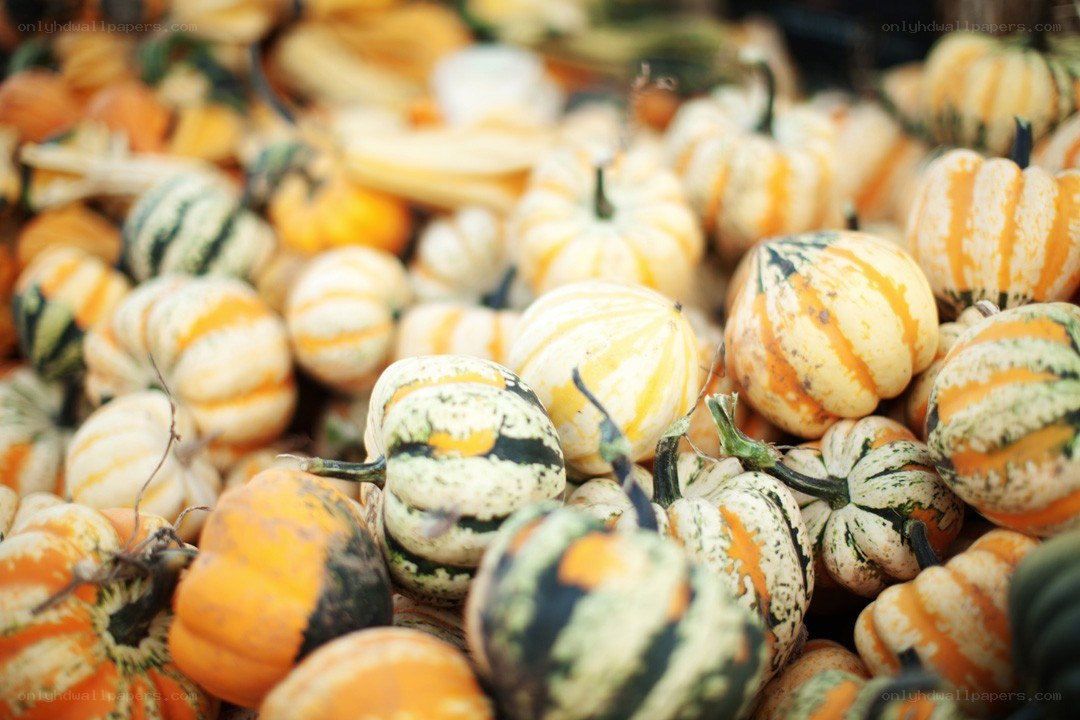 Assorted pumpkins at market