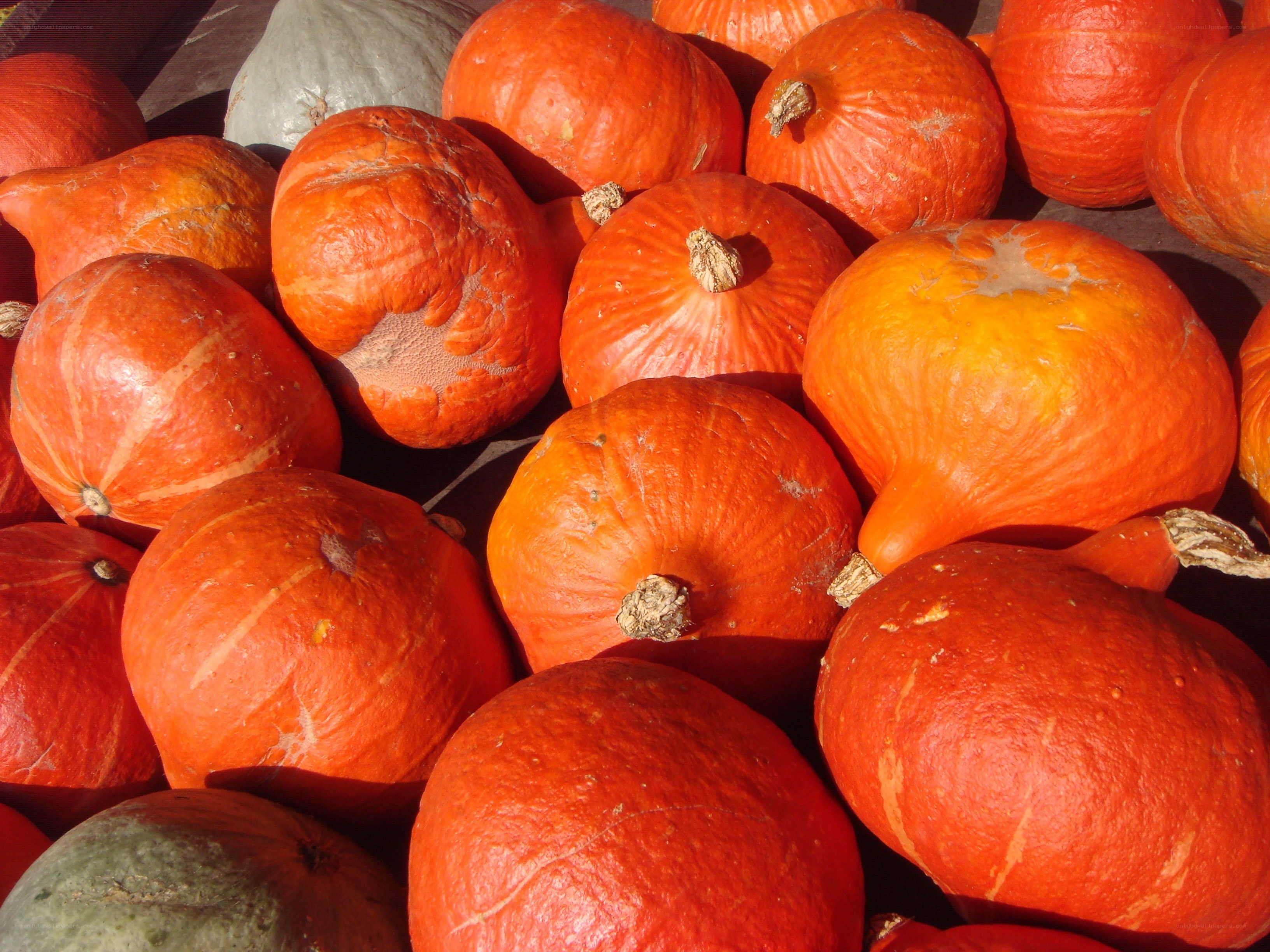 Assorted pumpkins at market