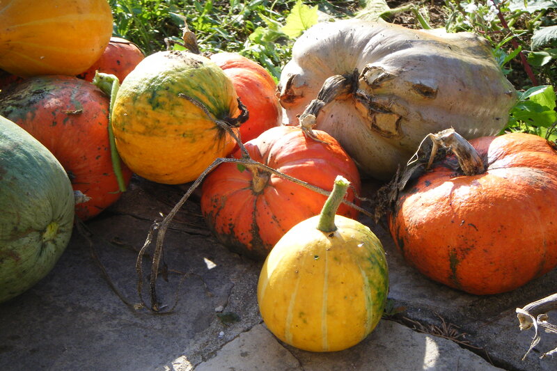 Assorted Pumpkins on Ground