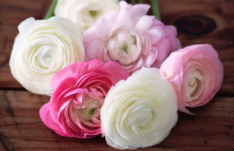 Assorted ranunculus flowers