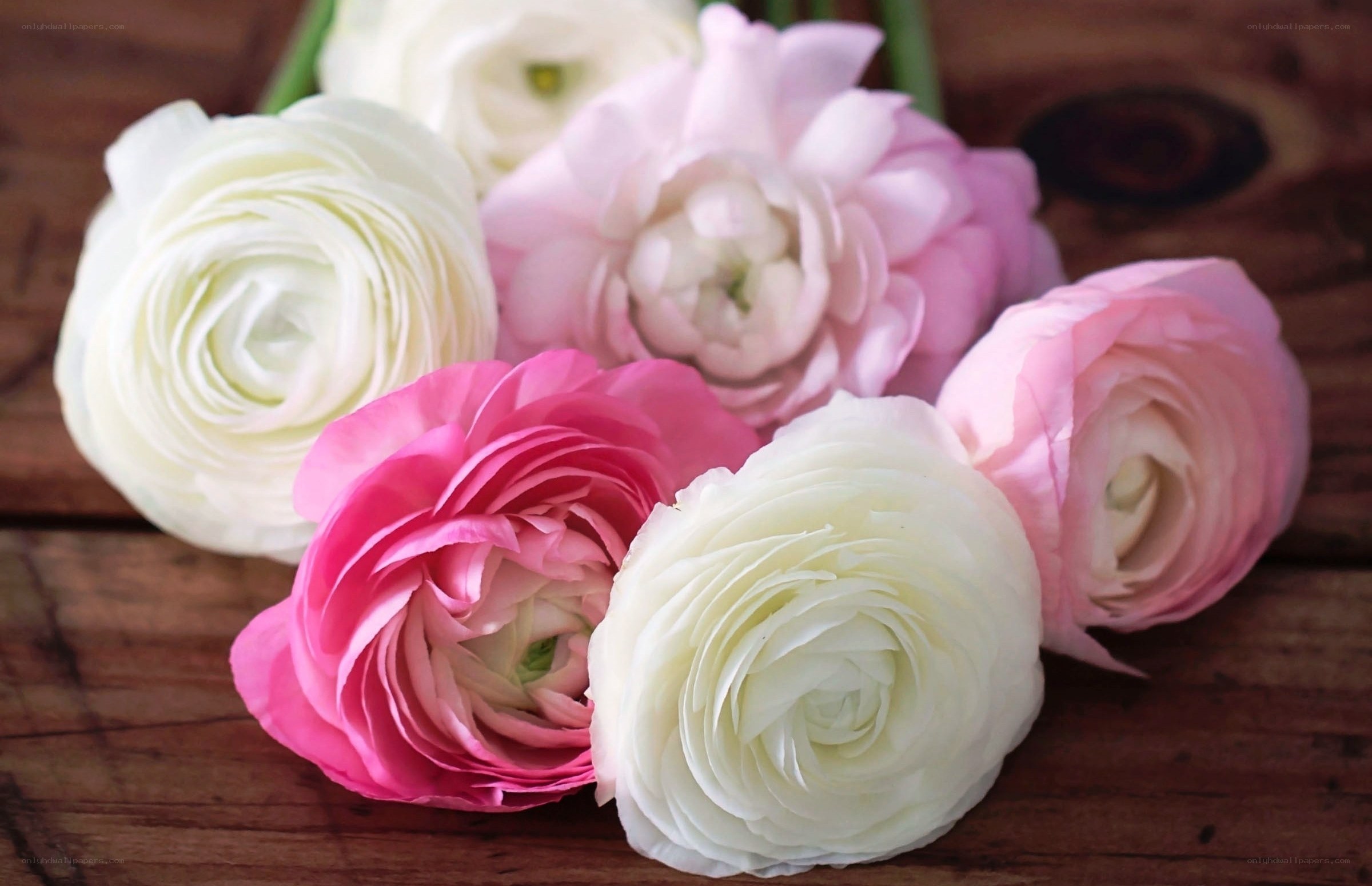 Assorted ranunculus flowers
