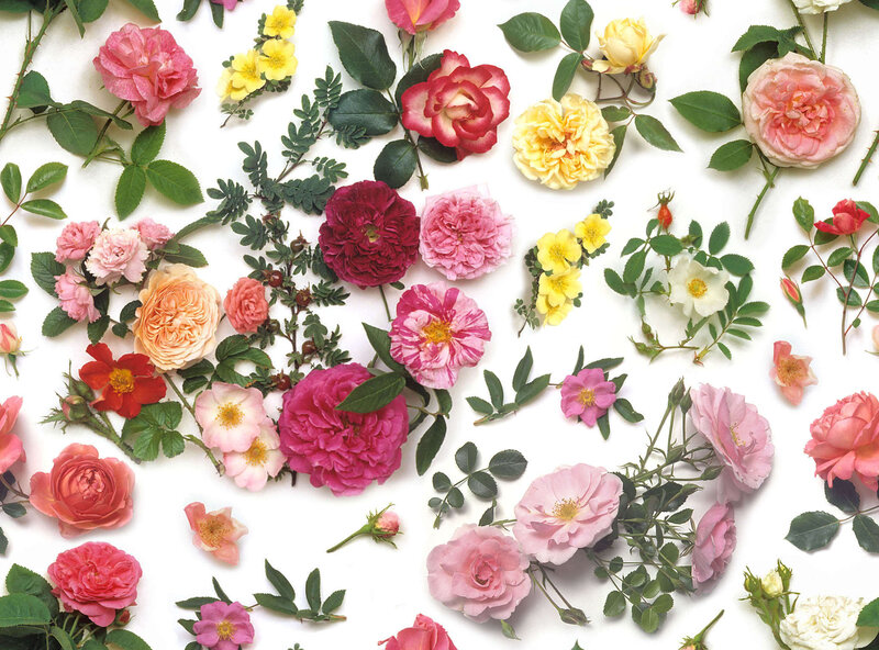 Assorted rose blossoms