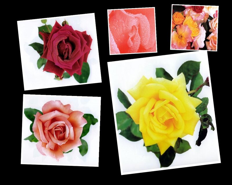 Assorted rose flowers