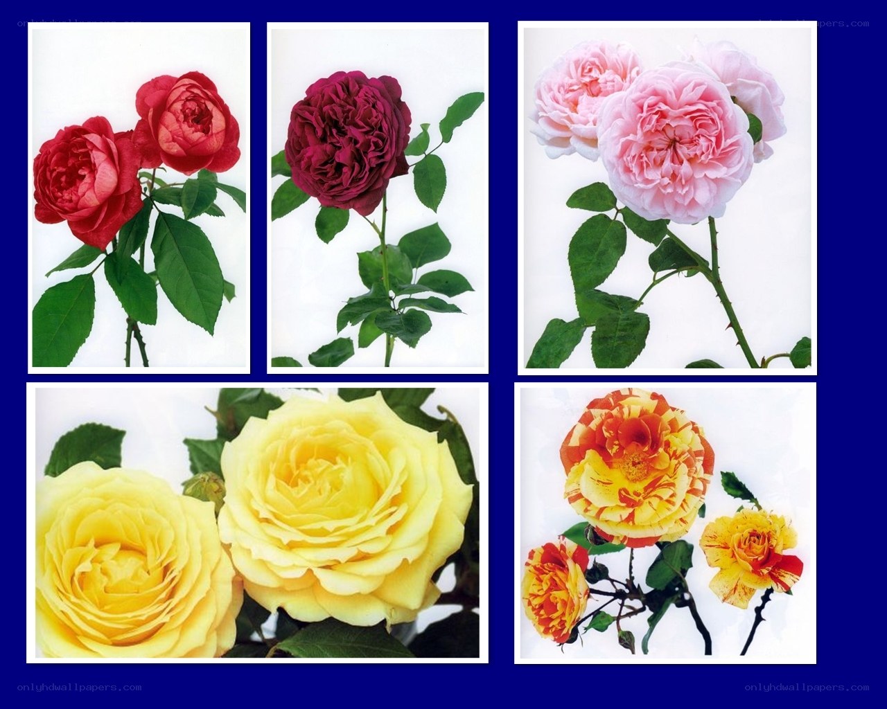 Assorted rose varieties