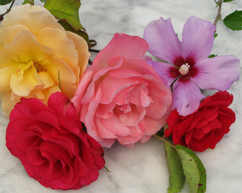 Assorted Roses and Hibiscus
