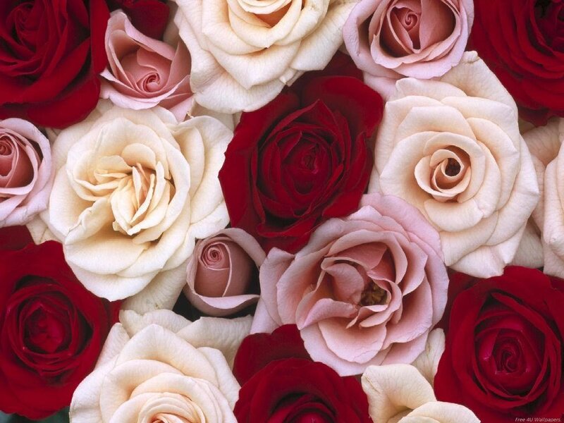 Assorted roses in a bouquet