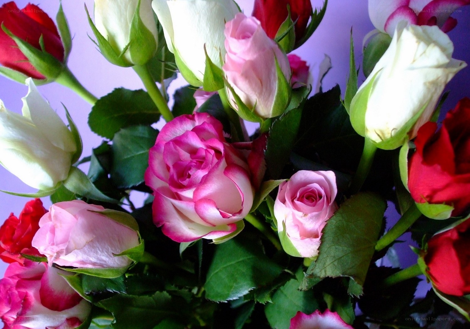 Assorted roses in a bouquet