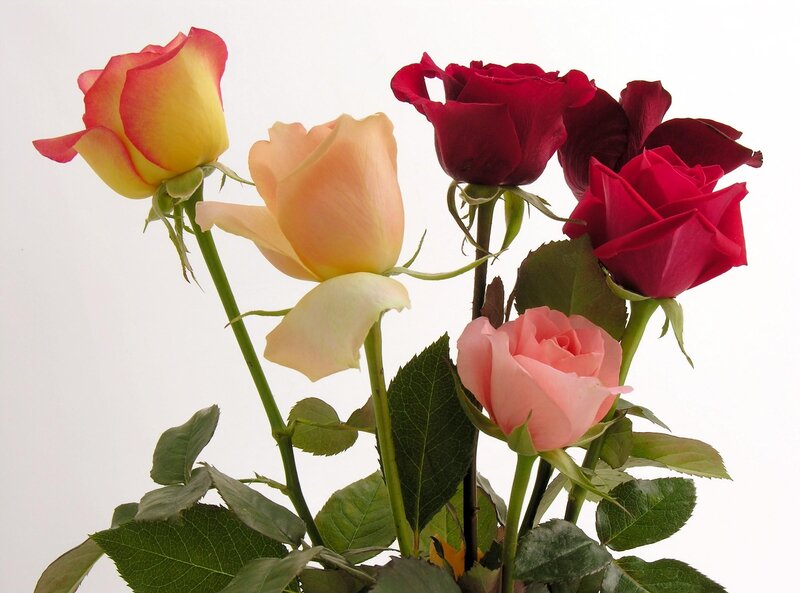 assorted roses in a bouquet
