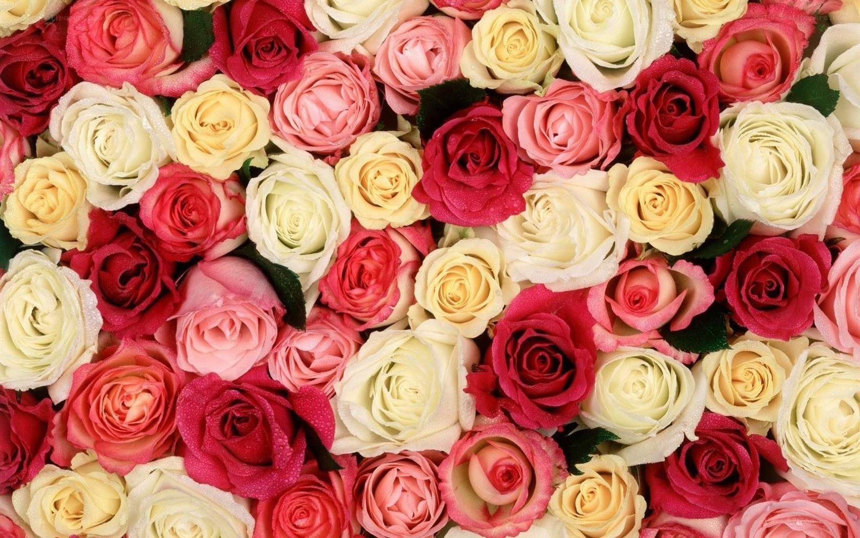 Assorted roses in a bouquet