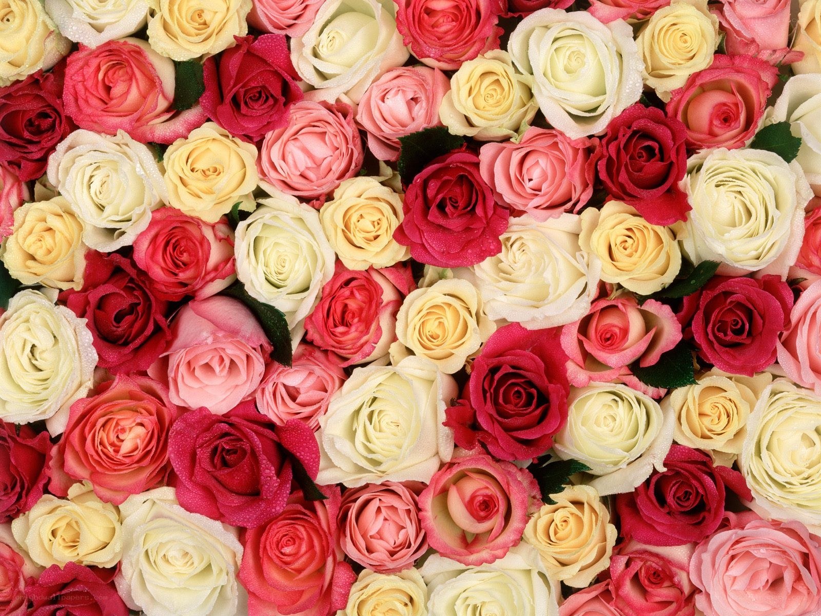Assorted roses in a bouquet