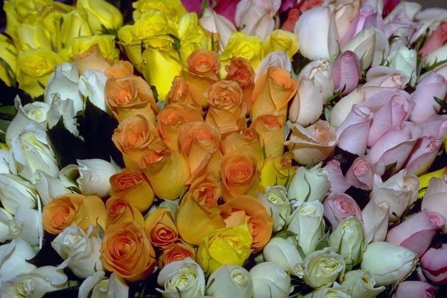 Assorted roses in a bouquet