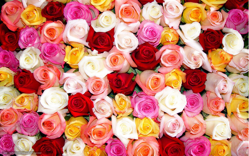 Assorted Roses in a Bouquet — Red, Colorful, Photograph