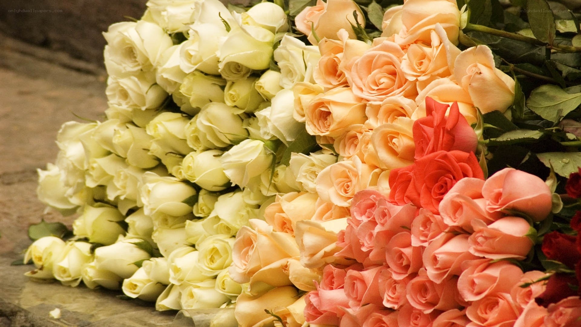 Assorted roses in a pile