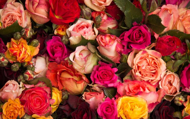Assorted Roses in Bouquet — Pink, Vibrant, Photograph