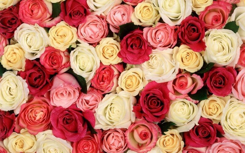 Assorted Roses in Bouquet — Red, Calm, Photograph, Flowers