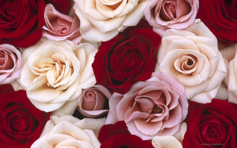 Assorted Roses in Bouquet — Red, Calm, Photograph