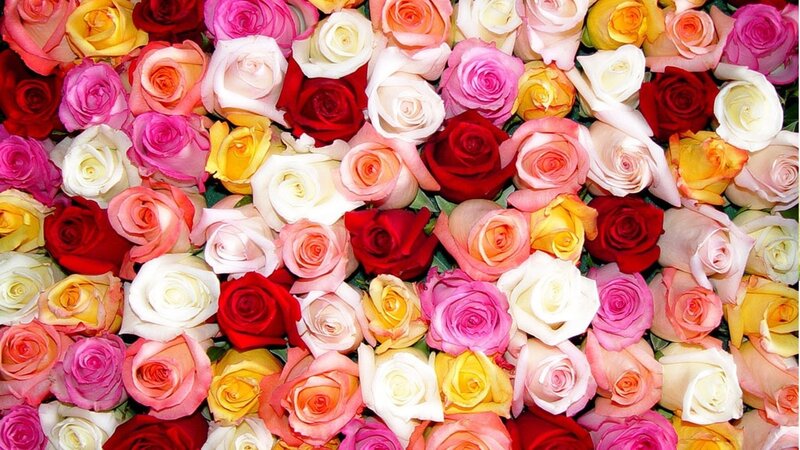 Assorted Roses in Bouquet — Red, Colorful, Photograph, Flowers