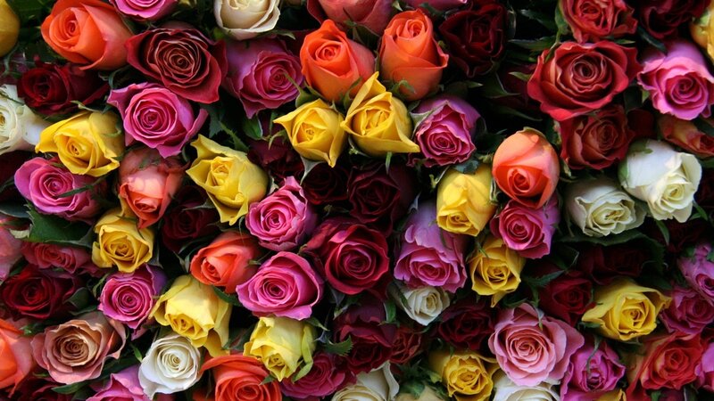 Assorted Roses in Bouquet — Red, Vibrant, Photograph, Flowers, Leaves