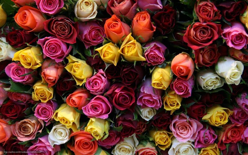 Assorted Roses in Bouquet — Red, Vibrant, Photograph, Green Leaves