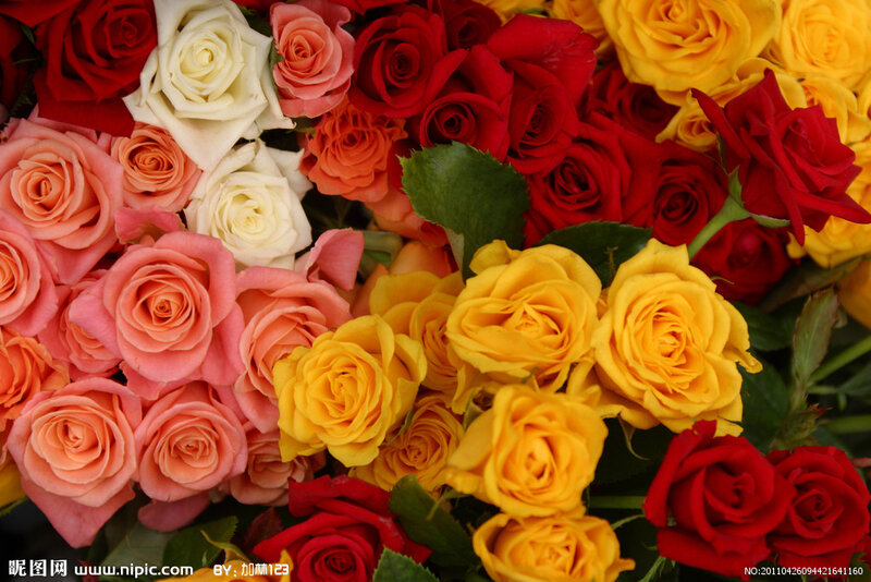 Assorted Roses in Bouquet — Red, Vibrant, Photograph
