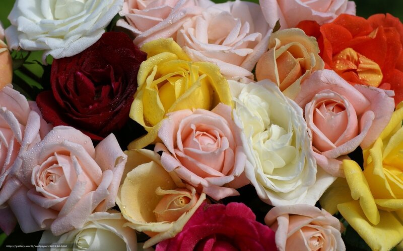 Assorted Roses in Bouquet — Yellow
