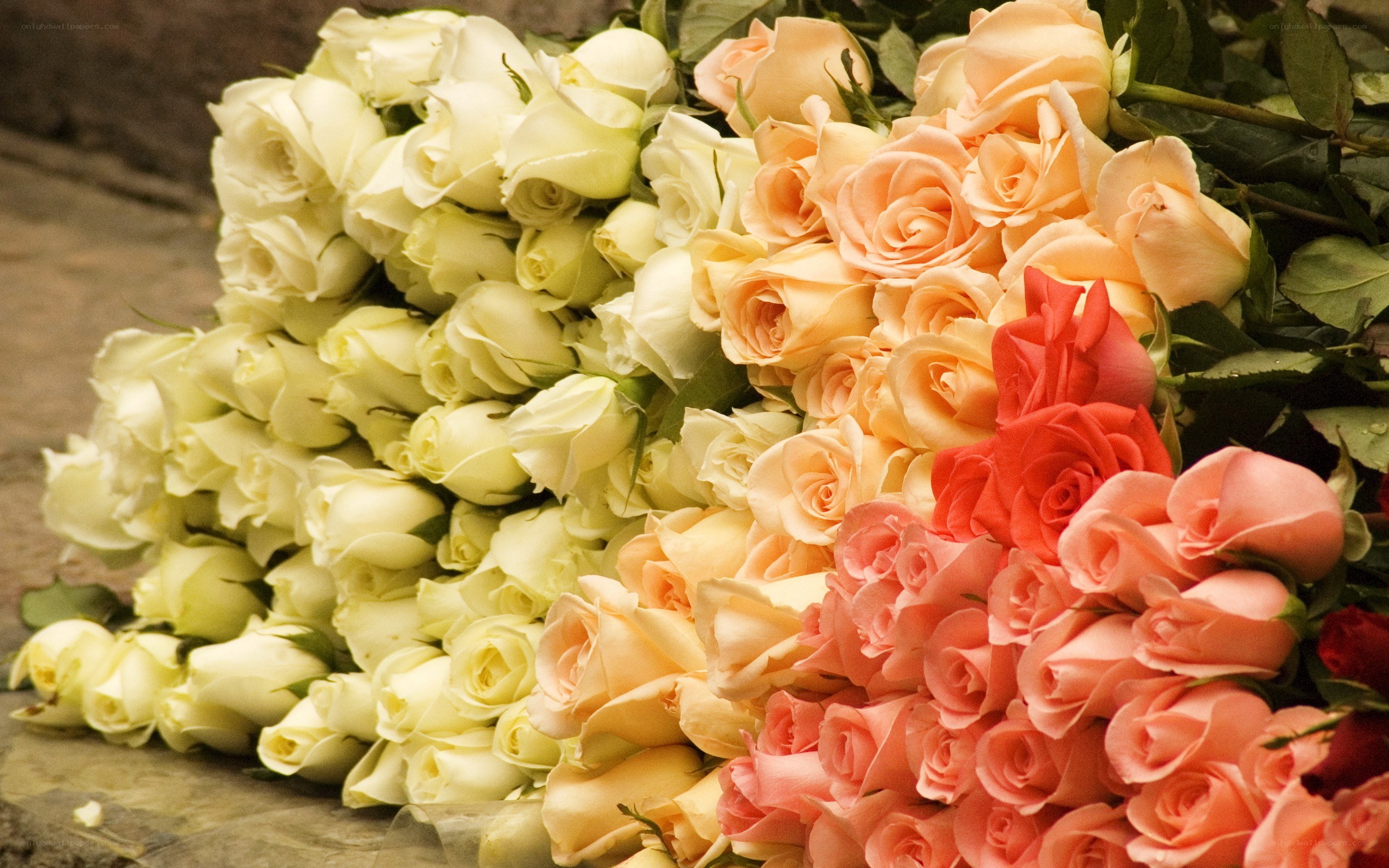 Assorted roses in bunches