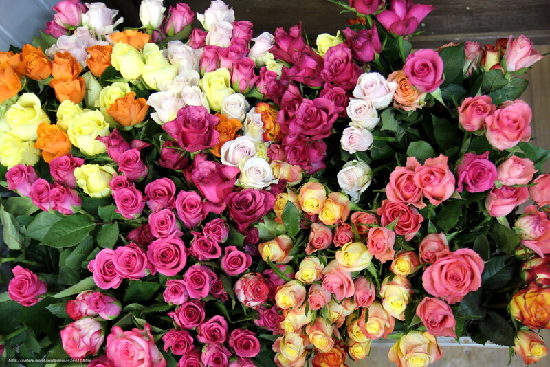 Assorted Roses in Bunches — Pink, Colorful