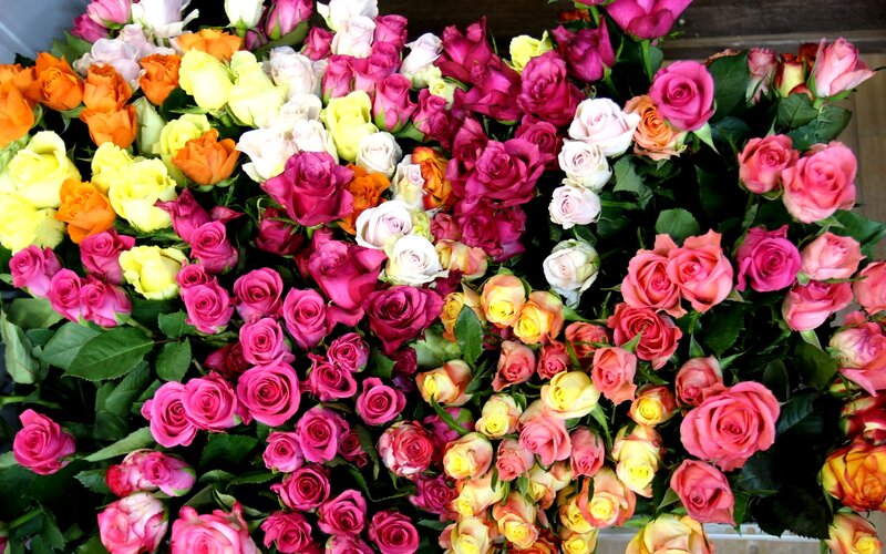 Assorted Roses in Bunches — Pink