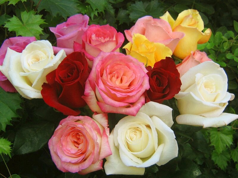 Assorted roses in garden