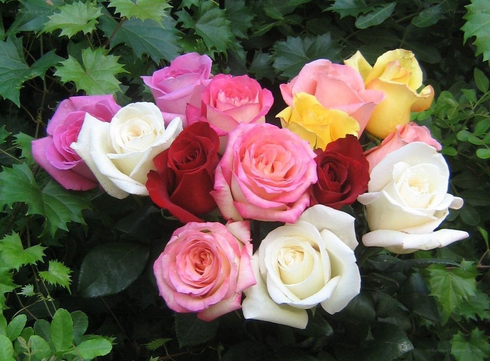 Assorted roses in garden