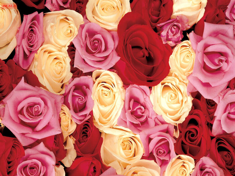 Assorted roses in vibrant colors