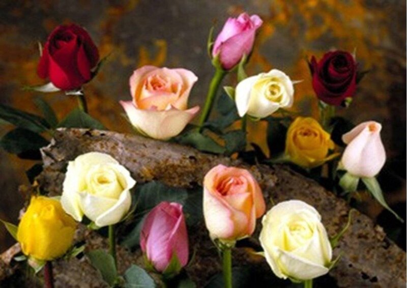 Assorted roses on a log