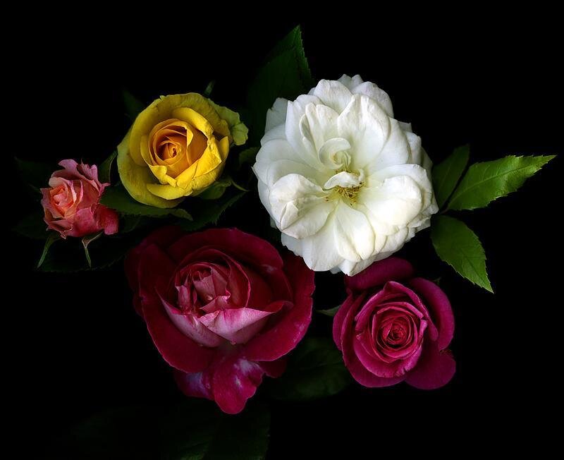 Assorted roses on black background
