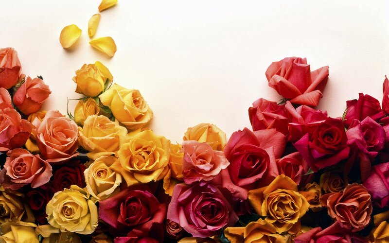 Assorted Roses on White — Yellow, Calm