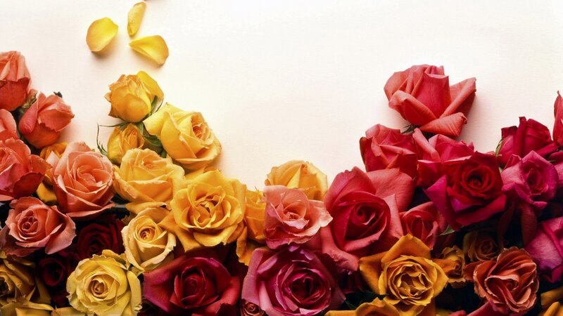 Assorted Roses on White — Yellow