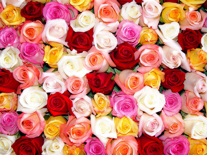 Assorted Roses — Red