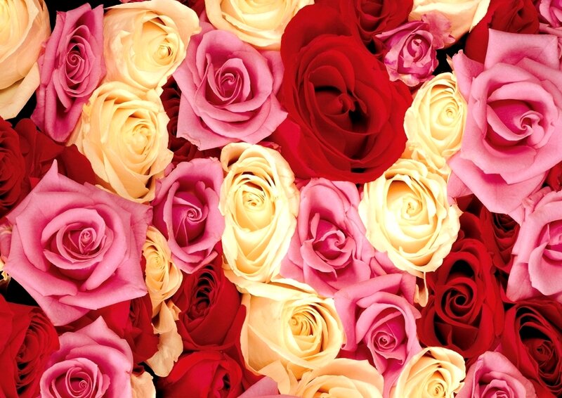 Assorted Roses — Red, Vibrant