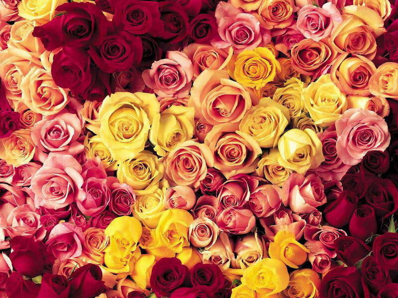 Assorted Roses