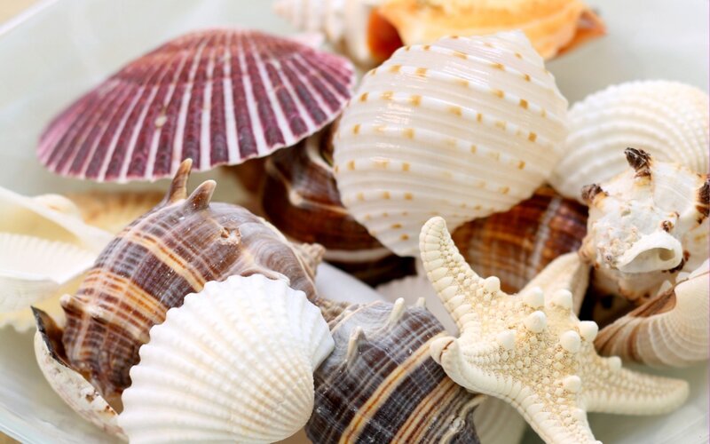 assorted seashells and starfish