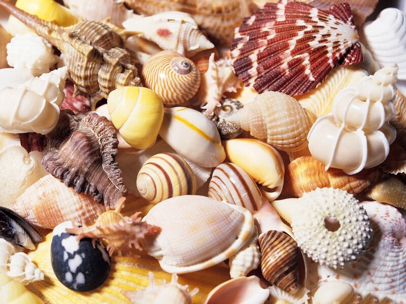 Assorted Seashells — Beige, Calm